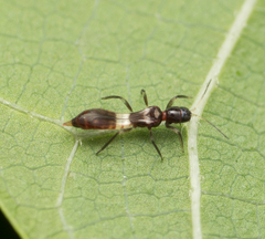 Franklinothrips vespiformis