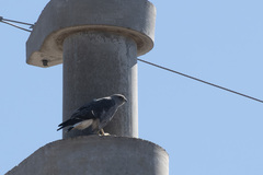 Geranoaetus polyosoma