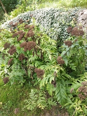 Tanacetum macrophyllum