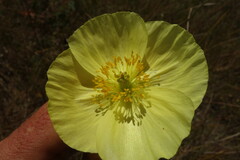 Papaver nudicaule