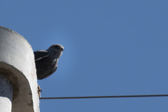 Geranoaetus polyosoma