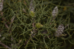 Petrophile conifera