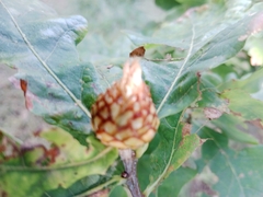 Andricus foecundatrix