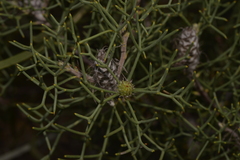 Petrophile conifera