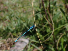 Enallagma doubledayi