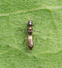 Franklinothrips vespiformis