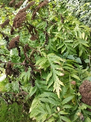 Tanacetum macrophyllum
