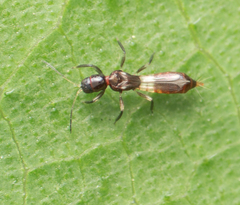 Franklinothrips vespiformis