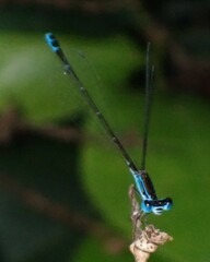 Nehalennia pallidula