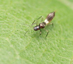 Franklinothrips vespiformis