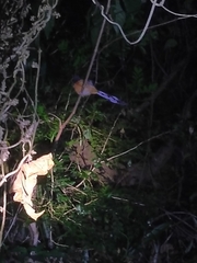 Copsychus malabaricus