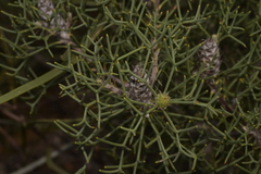 Petrophile conifera