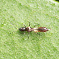 Franklinothrips vespiformis
