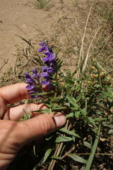 Scutellaria baicalensis