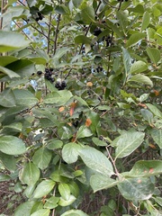 Aronia mitschurinii
