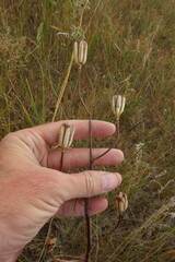 Lilium pumilum