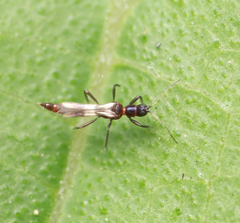 Franklinothrips vespiformis