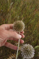 Echinops latifolius