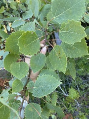 Populus grandidentata