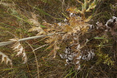 Echinops latifolius