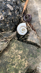 Planorbella trivolvis