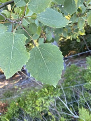 Populus grandidentata