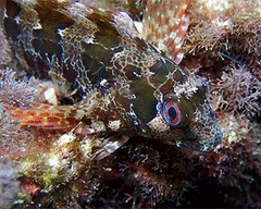 Parablennius gattorugine