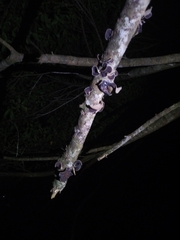 Auricularia polytricha