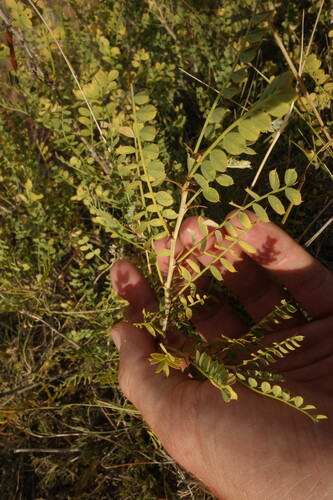 Caragana microphylla, photograph 1