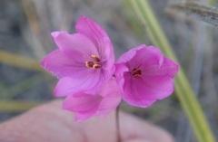 Ixia micrandra