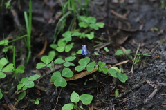 Parochetus africanus