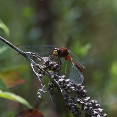 Sympetrum obtrusum