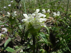 Prunella laciniata
