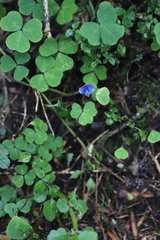 Parochetus africanus