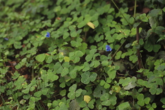 Parochetus africanus