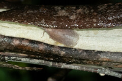 Rentinus dilatatus