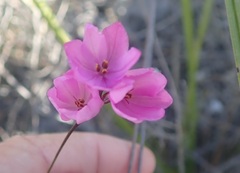 Ixia micrandra
