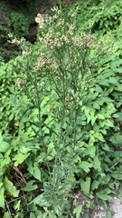 Erigeron canadensis