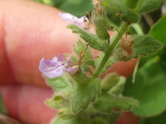 Teucrium scordium