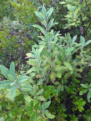 Rhododendron canadense