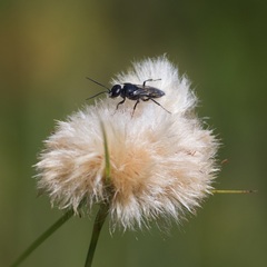 Eriophorum virginicum