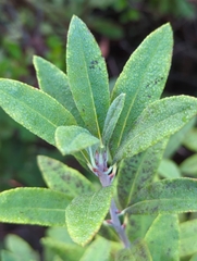 Rhododendron canadense