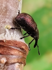 Involvulus cupreus