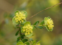 Pimelea flava flava
