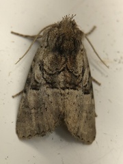 Meropleon diversicolor