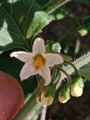 Solanum nigrum