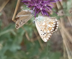 Polyommatus coridon