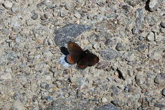 Erebia