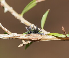Septobasidium clelandii