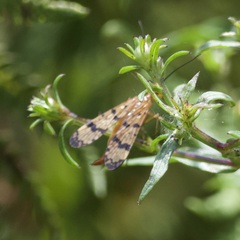 Panorpa rufescens